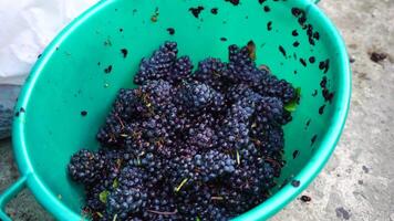 Traubentreten oder Trauben stampfen im traditionell Wein machen. Senior Farmer trennt Trauben von ein Bündel im traditionell Weg. Trauben sind mit Füßen getreten durch barfuß Mann zu Freisetzung Säfte und Start Fermentation video