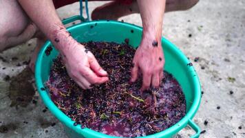 Grape-treading or grape-stomping in traditional winemaking. Senior farmer separates grapes from a bunch in traditional way. Grapes are trampled by barefoot man to release juices and begin fermentation video