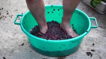 Traubentreten oder Trauben stampfen im traditionell Wein machen. Senior Farmer trennt Trauben von ein Bündel im traditionell Weg. Trauben sind mit Füßen getreten durch barfuß Mann zu Freisetzung Säfte und Start Fermentation video