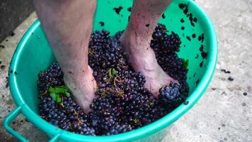 pisando uvas o pisotear uvas en tradicional vinificación mayor granjero coordinados uvas desde un manojo en tradicional forma. uvas son pisoteado por descalzo hombre a lanzamiento jugos y empezar fermentación video