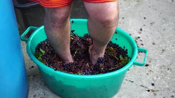 Grape-treading or grape-stomping in traditional winemaking. Senior farmer separates grapes from a bunch in traditional way. Grapes are trampled by barefoot man to release juices and begin fermentation video