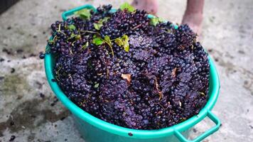 Traubentreten oder Trauben stampfen im traditionell Wein machen. Senior Farmer trennt Trauben von ein Bündel im traditionell Weg. Trauben sind mit Füßen getreten durch barfuß Mann zu Freisetzung Säfte und Start Fermentation video