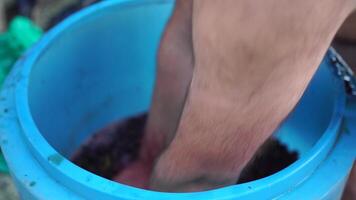 Traubentreten oder Trauben stampfen im traditionell Wein machen. Senior Farmer trennt Trauben von ein Bündel im traditionell Weg. Trauben sind mit Füßen getreten durch barfuß Mann zu Freisetzung Säfte und Start Fermentation video