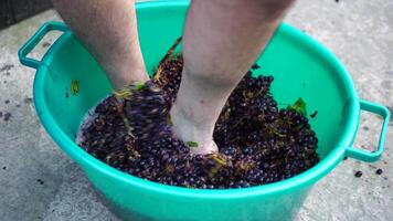 pisa de uva ou pisar uvas dentro tradicional vinificação. Senior agricultor separa uvas a partir de uma grupo dentro tradicional caminho. uvas estão pisoteado de descalço homem para liberação sucos e início fermentação video