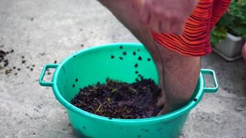 Traubentreten oder Trauben stampfen im traditionell Wein machen. Senior Farmer trennt Trauben von ein Bündel im traditionell Weg. Trauben sind mit Füßen getreten durch barfuß Mann zu Freisetzung Säfte und Start Fermentation video