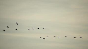 kudde van migrerend vogels. aalscholvers vliegend in vorming. silhouet van zwart migrerend vogels, vliegend in zonsondergang lucht over- zee langs de kust. Super goed aalscholvers - phalacrocorax kool. langzaam beweging video