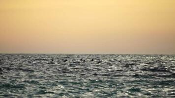 troupeau de migratoire des oiseaux. cormorans en volant dans formation. silhouette de noir migratoire des oiseaux, en volant dans le coucher du soleil ciel plus de mer le long de le côte. génial cormorans - phalacrocorax glucides. lent mouvement video