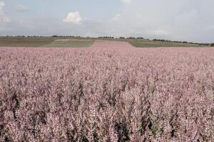 Field of Clary sage - Salvia Sclarea in bloom, cultivated to extract the essential oil and honey. Field with blossom sage plants during golden sunset, relaxing nature view. Close up. Selective focus. photo