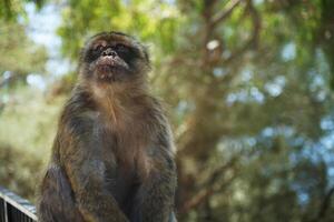 monkey with tree in the background photo