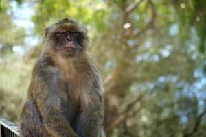 Portrait of a monkey in the tree photo