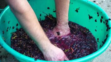 Traubentreten oder Trauben stampfen im traditionell Wein machen. Senior Farmer trennt Trauben von ein Bündel im traditionell Weg. Trauben sind mit Füßen getreten durch barfuß Mann zu Freisetzung Säfte und Start Fermentation video