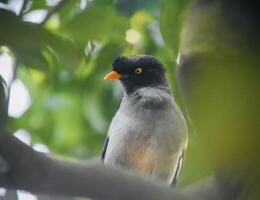 el pájaro en árbol foto