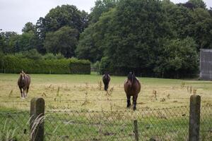un caballos en el pastar. el criar caballos granja. campo vida. foto