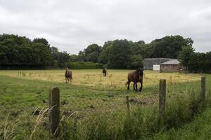 A horses in the pasture. The horse-breeding farm. Countryside life. photo