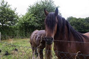 A horses in the pasture. The horse-breeding farm. Countryside life. photo