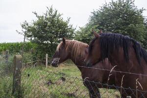 un caballos en el pastar. el criar caballos granja. campo vida. foto