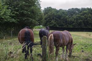 un caballos en el pastar. el criar caballos granja. campo vida. foto