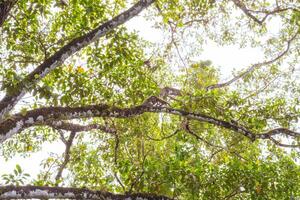 pider Monkey in the Canopy of a Huge Tree in the jungle of Corcovado National Park in Costa Rica photo
