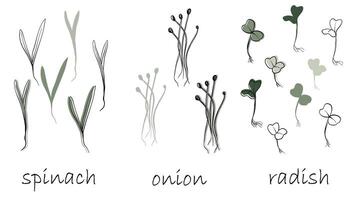 spinach, onion and radish sprouts, microgreens vector hand drawn illustration. Contour and green plant. Set for design menu, logo, packaging of proper nutrition, microelements, healthy lifestyle