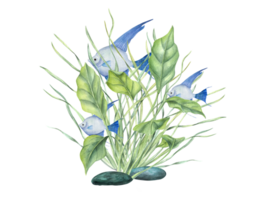 Blue angelfish among green kelps. Tropical fish, sea plants. Scalar, algae. ocean grass. Seaweed, green leaves. Watercolor illustration. Design shops print card book logo png