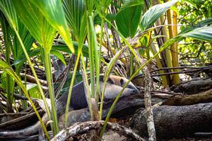 An anteater, tamanandua mexicana in the jungle of Corcovado National Park, Costa Rica photo