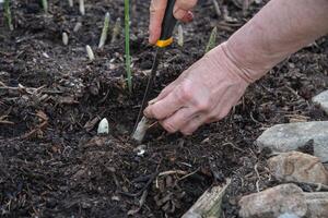 gardener uses a sharp knife to cut young shoots of green asparagus,concept of ecological cultivation vegetables photo