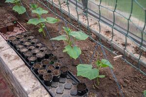 Bio-cucumber seedlings in a greenhouse in early spring, gardening concept, stretched mesh as a support for the plant photo
