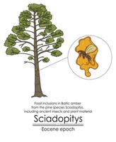 Fossil inclusions in Baltic amber from the pine species Sciadopitys, including ancient insects and plant material vector