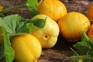 Young fresh lemon yellow cucumberon dark wooden background photo