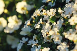 Bacopa monnieri, herb Bacopa is a medicinal herb used in Ayurveda, also known as Brahmi, a herbal memory photo