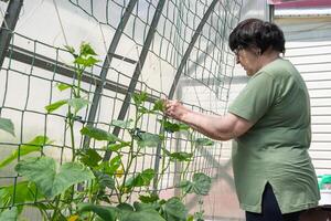 Elderly femal gardener tends to young shoots of cucumbers in polycarbonate greenhouse,Spring gardening work,food crisis photo