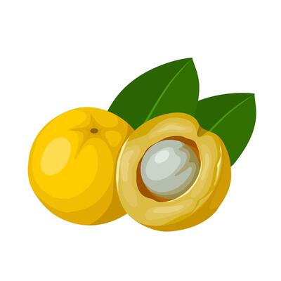 Vector illustration, whole and half cagaita fruit, scientific name Eugenia dysenterica, isolated on white background.