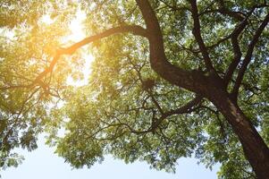 árboles contra el cielo azul foto