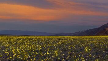Death Valley Wild Flowers Bloom photo
