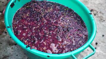 Grape-treading or grape-stomping in traditional winemaking. Senior farmer separates grapes from a bunch in traditional way. Grapes are trampled by barefoot man to release juices and begin fermentation video