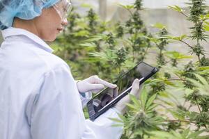 scientist checking and analizing hemp plants, signing the results with laptop in a greenhouse. Concept of herbal alternative medicine,cbd oil, pharmaceutical industry photo