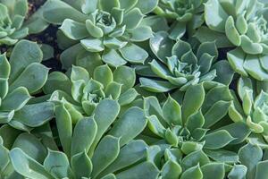 Flowers name Echeveria Hyalina. The succulent plant is a type of cactus. Green nature foliage background. photo