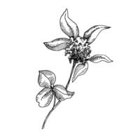 Red Clover Flower for honey extraction in vintage style. Sketch of Trisodium. Drawing of Pretense. Botanical vector illustration.