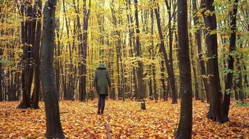 outono floresta. decíduo árvores dentro uma misturado floresta. hornbeam e faia. amarelo folha em uma árvore. uma mulher anda em dentro a parque. caminhada. natureza fundo. video