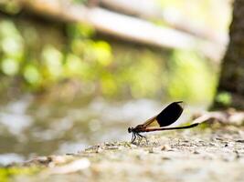 Side view of swamp darner dragonfly Epiaeschna heros photo