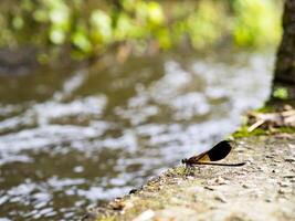 Side view of swamp darner dragonfly Epiaeschna heros photo