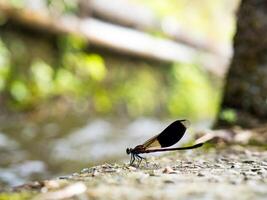 Side view of swamp darner dragonfly Epiaeschna heros photo