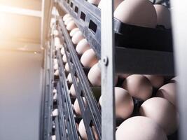 Close up the eggs on the trolley  on the  incubation process.Hatching Eggs Background. the chikcen eggs on the Incubation hatchering machine process. Hatchery industry. photo