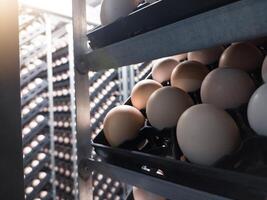 cerca arriba el huevos en el carretilla en el incubación proceso.eclosión huevos antecedentes. el chikcen huevos en el incubación incubación máquina proceso. criadero industria. foto