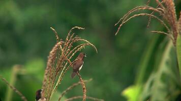 Spatzen thront auf Kornblumen weht im das Wind video