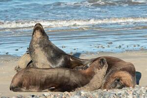 Sea lions resting photo