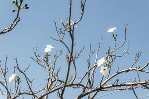 un cazahuate ipomoea murucóides árbol con blanco flores foto