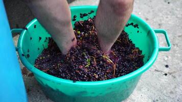 pisa de uva ou pisar uvas dentro tradicional vinificação. Senior agricultor separa uvas a partir de uma grupo dentro tradicional caminho. uvas estão pisoteado de descalço homem para liberação sucos e início fermentação video