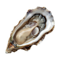 AI generated Oyster isolated on transparent background png