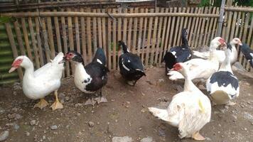 Entok or Mentok livestock, Muscovy ducks in the farmville photo